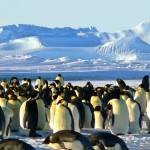 Intel: contare i pinguini dell’Antartide con l’Intelligenza Artificiale