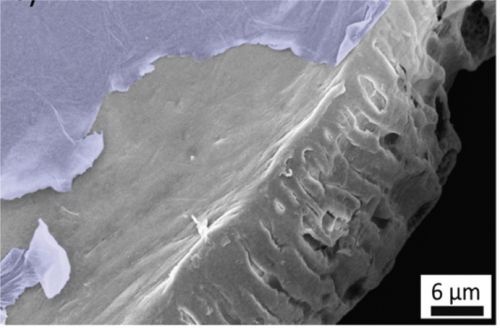 ingrandimento su scala micrometrica del polisulfone ricoperto da uno strato di ossido di grafene (immagine al microscopio elettronico)