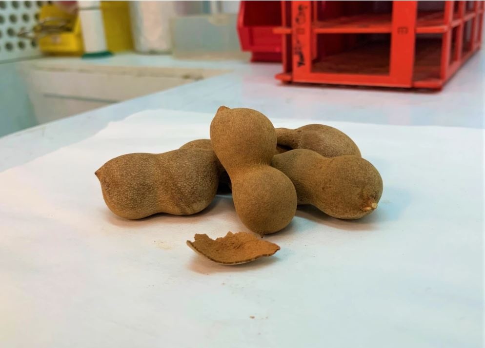 Gusci di tamarindo trasformati in nanofogli di carbonio