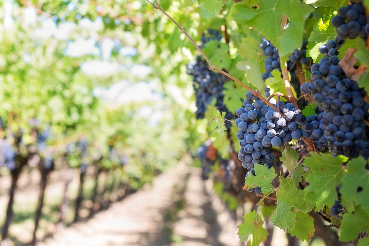 Agricoltura, energia e vino protagoniste di un percorso circolare virtuoso