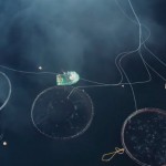 Progetto IBM nelle isole Kvarøy per un’industria ittica più sostenibile