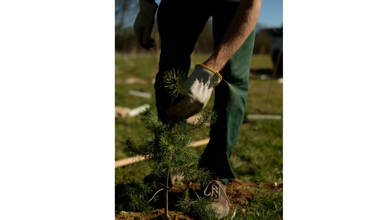 HP supporta il progetto Forestami