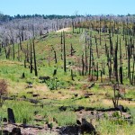 Caldo: incendi triplicati nel 2022, 16mila ettari a fuoco