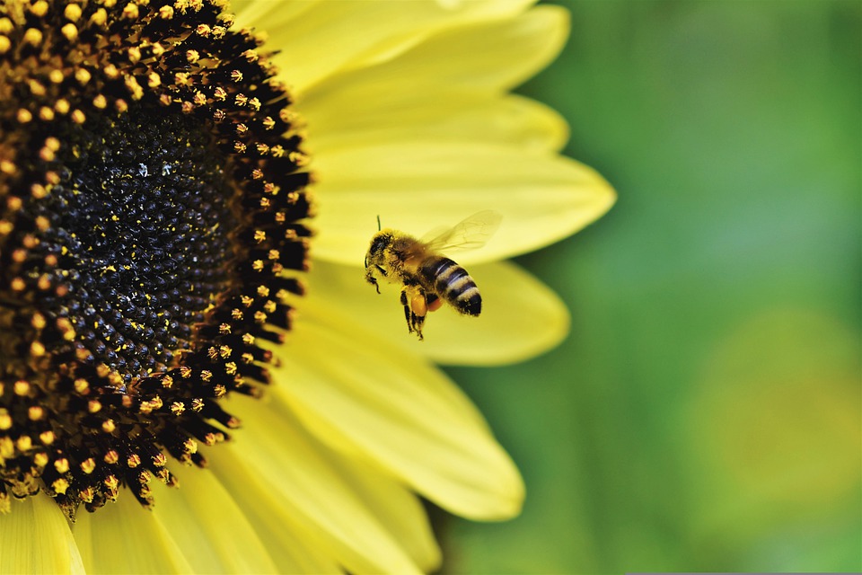 Ambiente, NeN con 3Bee per proteggere 900.000 api