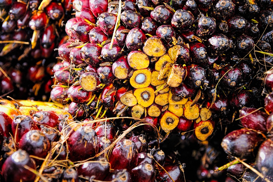 Eni: concluso l’approvvigionamento di olio di palma