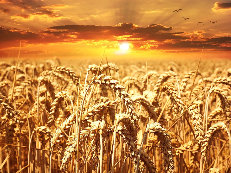 Dl Maltempo: aiuti per 115mila imprese, il 15% sono agricole