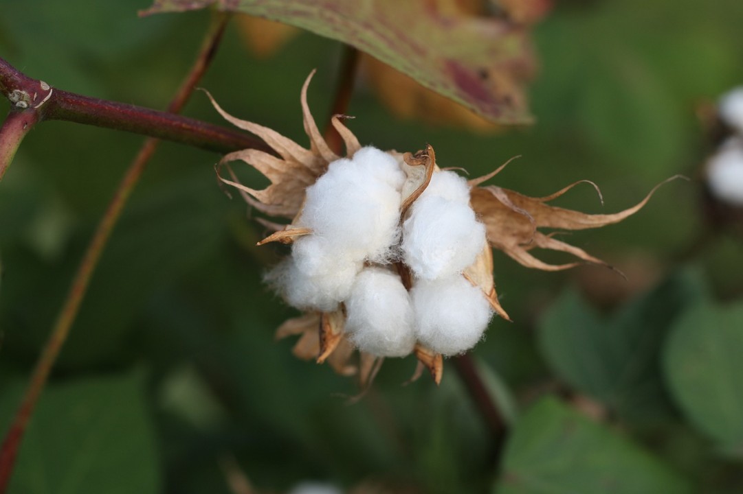 Cotone organico certificato: mercato in grande crescita