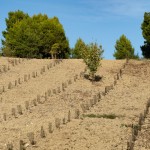 Fastweb mette a dimora 1.000 nuove piante nella zona sud di Pescara