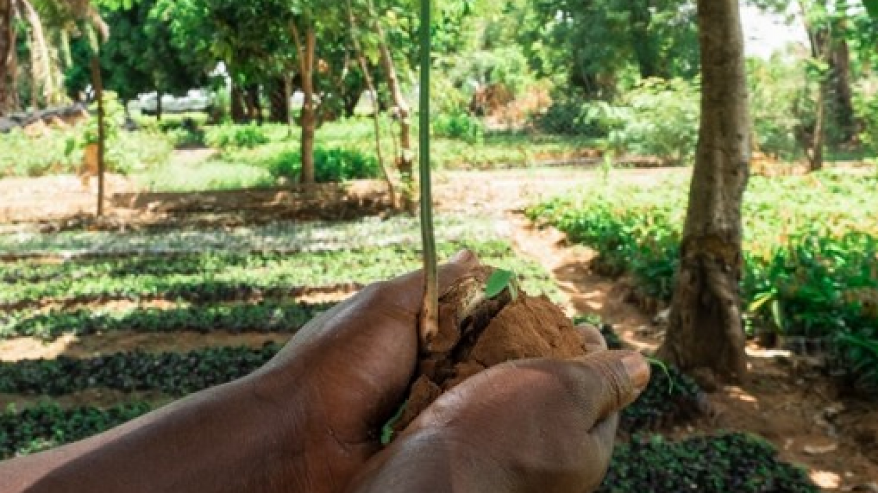   Vertiv insieme a Treedom, pianta altri 1.200 alberi a beneficio dell’ambiente
