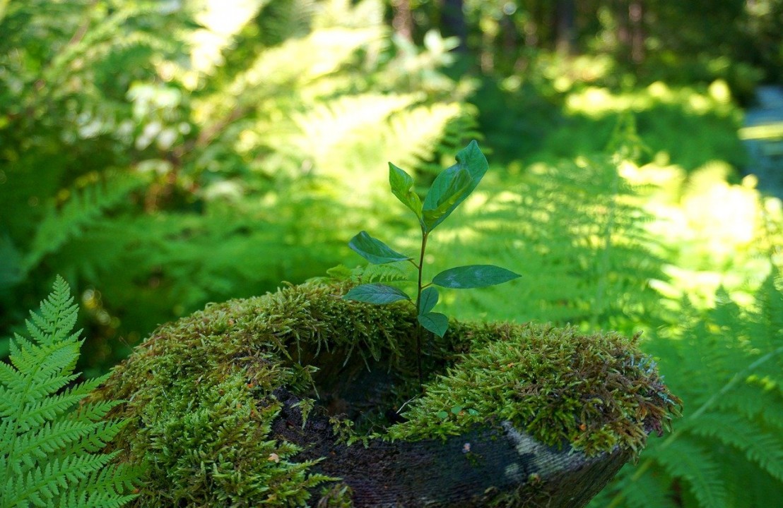 Foreste, studio Rete Clima: per il 90% delle aziende, sono fondamentali per tutelare la biodiversità