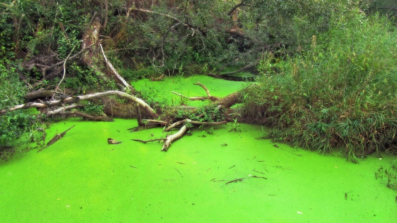 AlgaeFarm: biocarburante dalle alghe grazie alla genetica