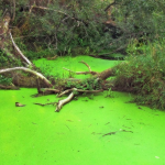 AlgaeFarm: biocarburante dalle alghe grazie alla genetica