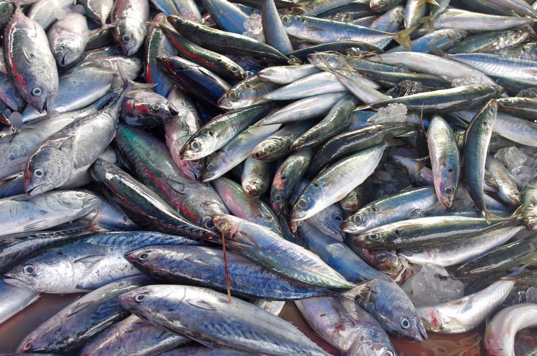MSC Pesca Sostenibile finanzia 3 progetti di ricerca sulla sostenibilità ittica