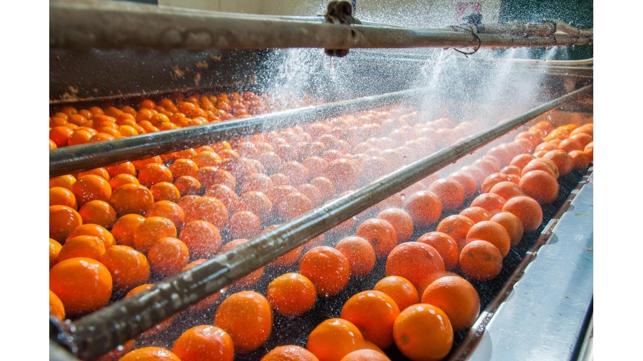 Agricoltura idroponica come modello di sostenibilità