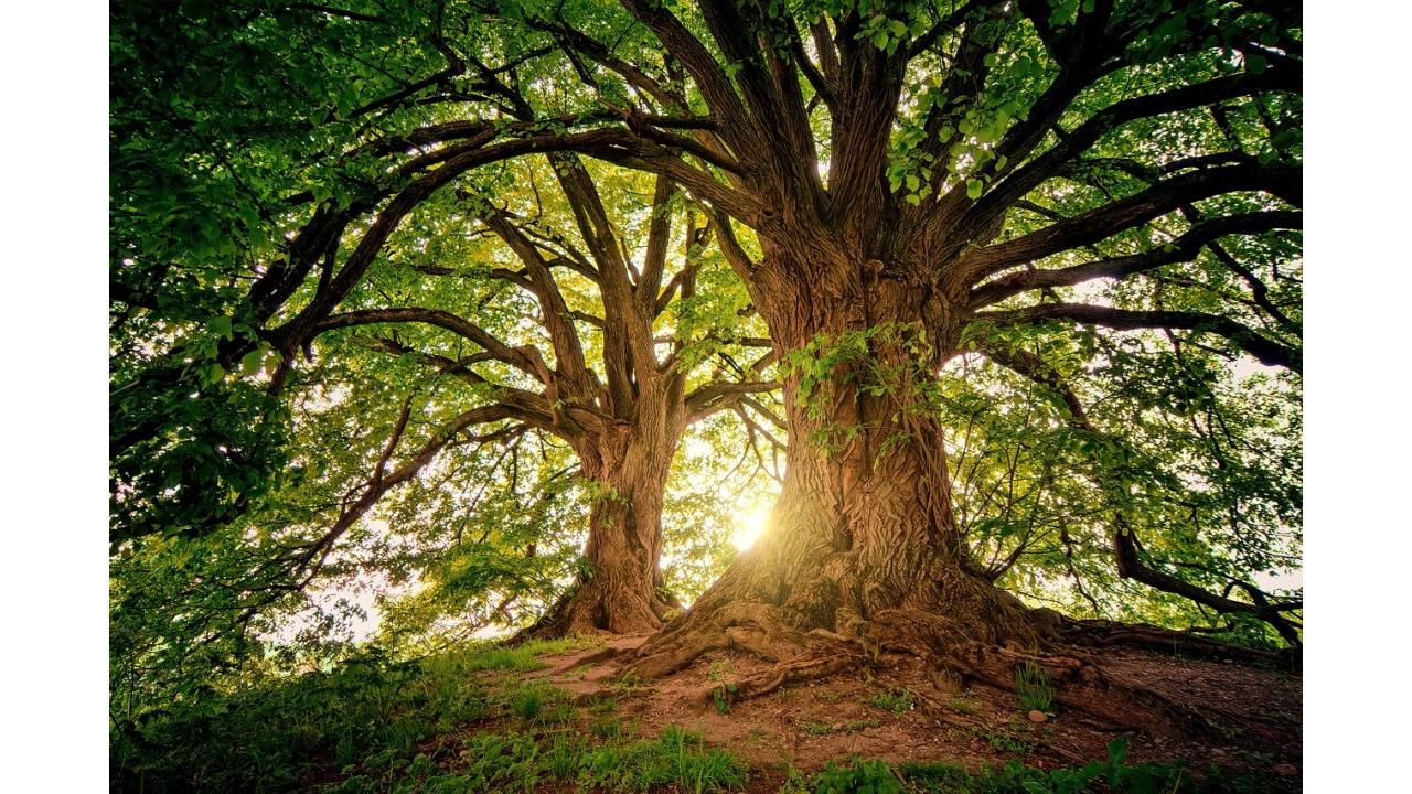 Cellularline pubblica il report ESG 2023