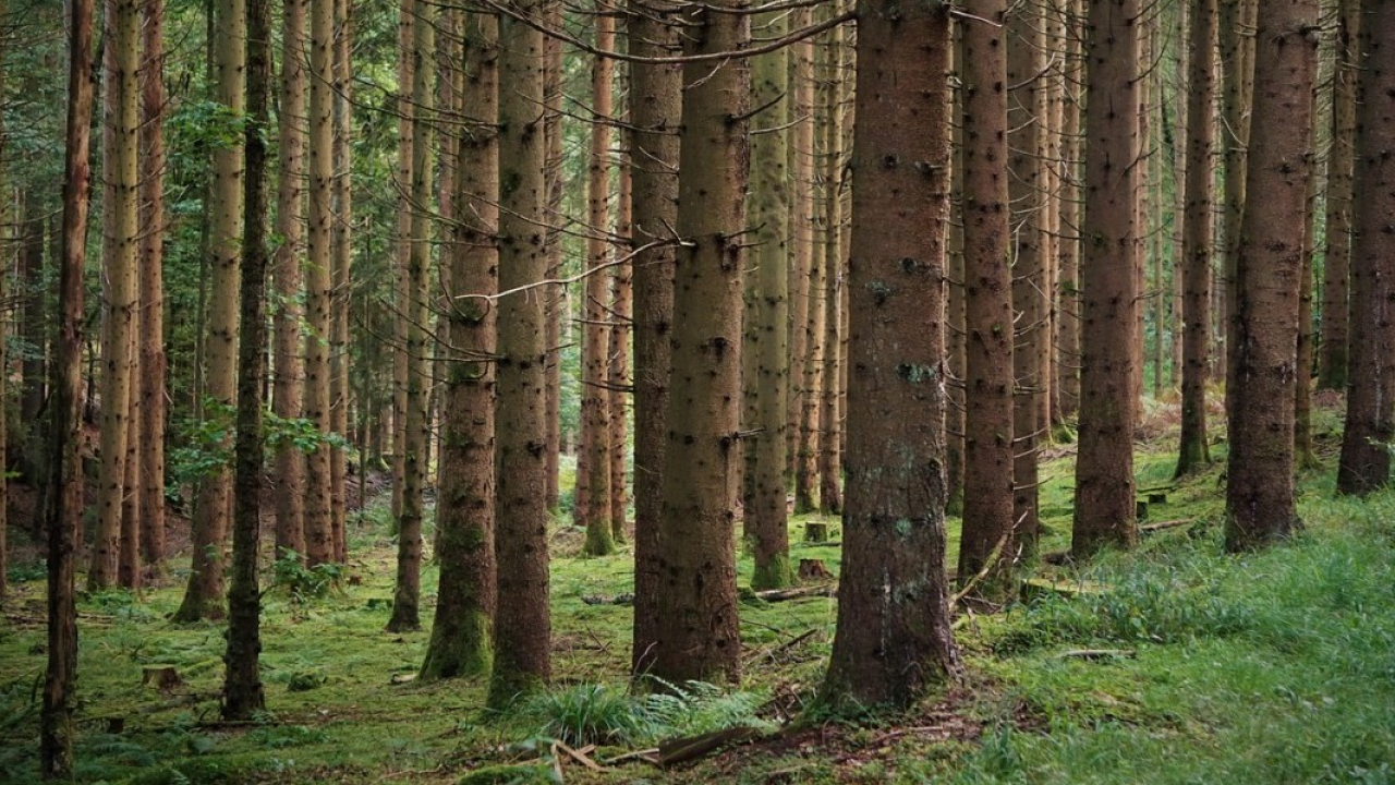 Filiera Legno e Conaibo: accordo per il rafforzamento della filiera forestale e dell’industria del legno in Italia