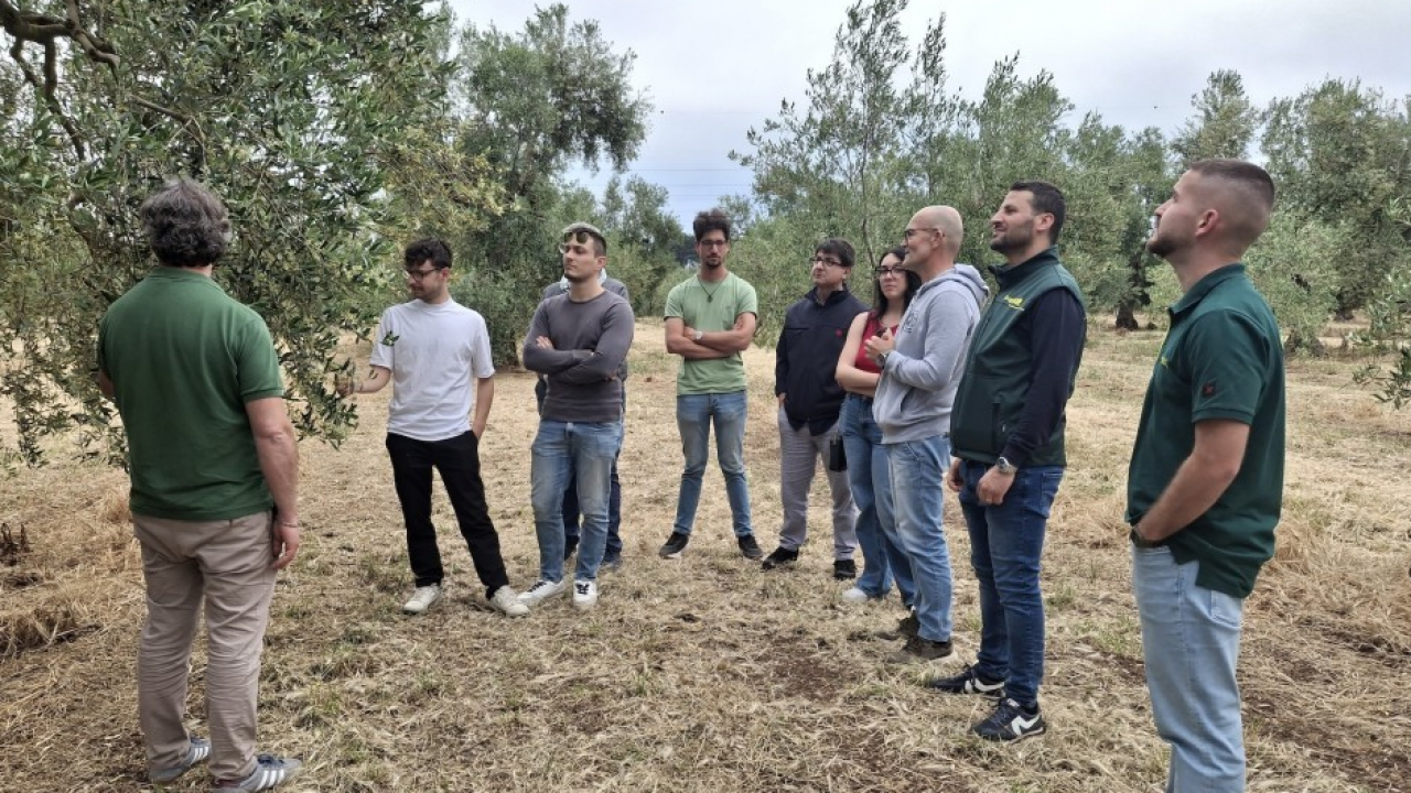 Per l’olio pugliese una filiera circolare rigenerativa: gli scarti dell’olivicoltura trasformati in biofertilizzante 