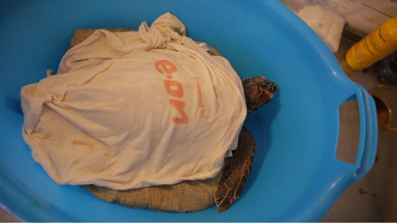 E.ON contribuisce all'inaugurazione del nuovo Turtle Point di Lipari 