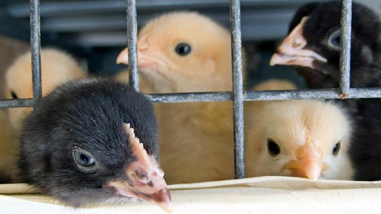 Francia, l’azienda leader nella produzione della carne di pollo aderisce all’European Chicken Commitment