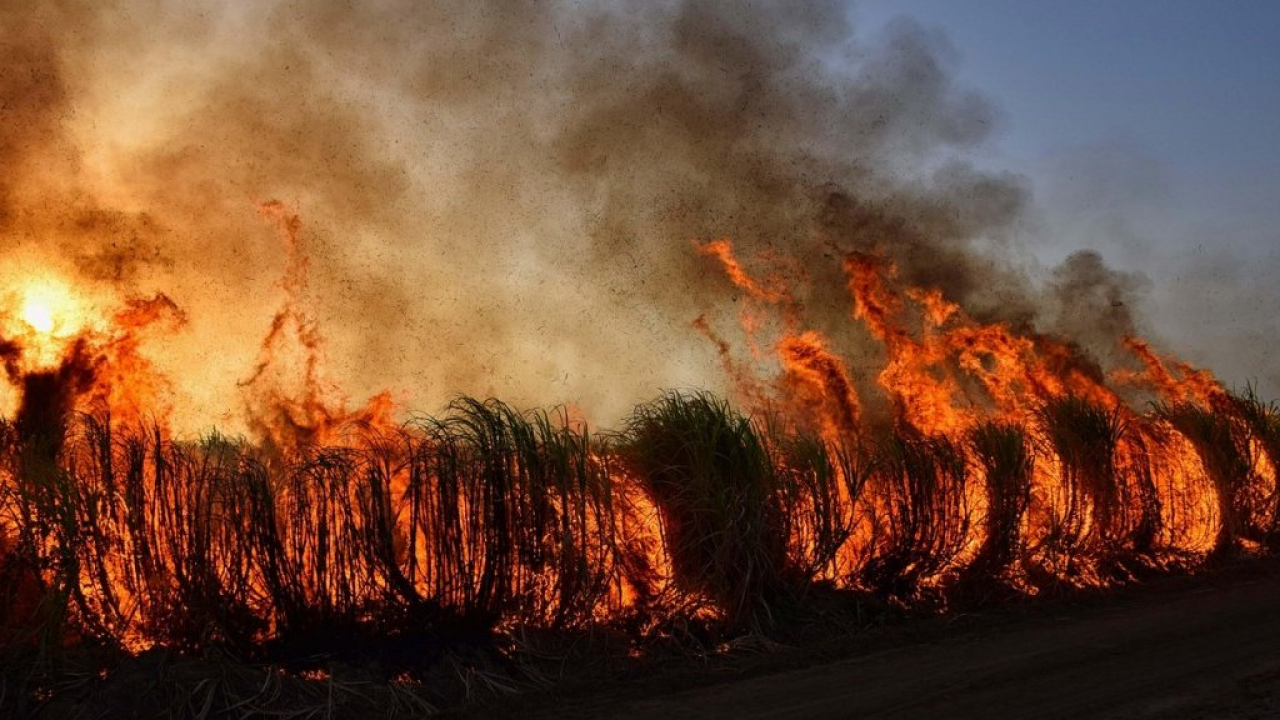 Incendi, clima e certificazione: nuove evidenze da una collaborazione tra PEFC Italia e UniFirenze