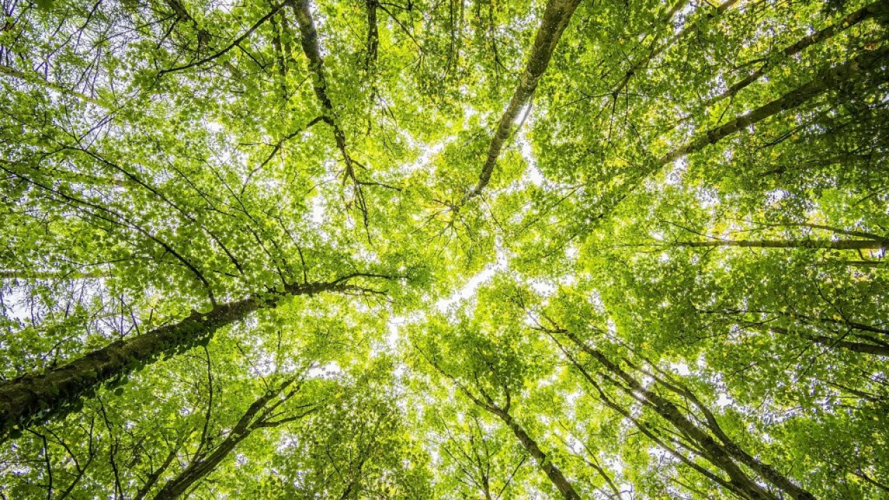 Tutela delle foreste e formazione delle minoranze: i progetti di SumUp in Asia, UE e LATAM