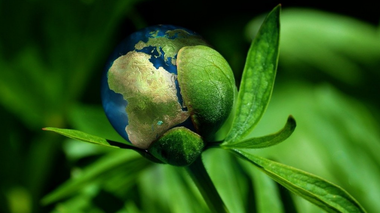 Capgemini: L’82% delle organizzazioni intende aumentare gli investimenti in sostenibilità ambientale nei prossimi 12–18 mesi