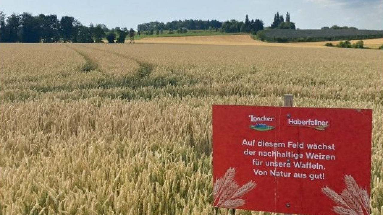Loacker presenta il programma per la sostenibilità della filiera del grano