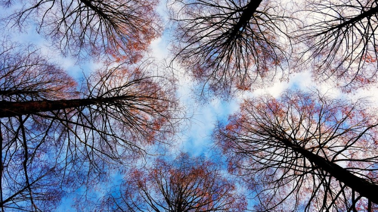 Sanpellegrino lancia la campagna di messa a dimora degli alberi dei 