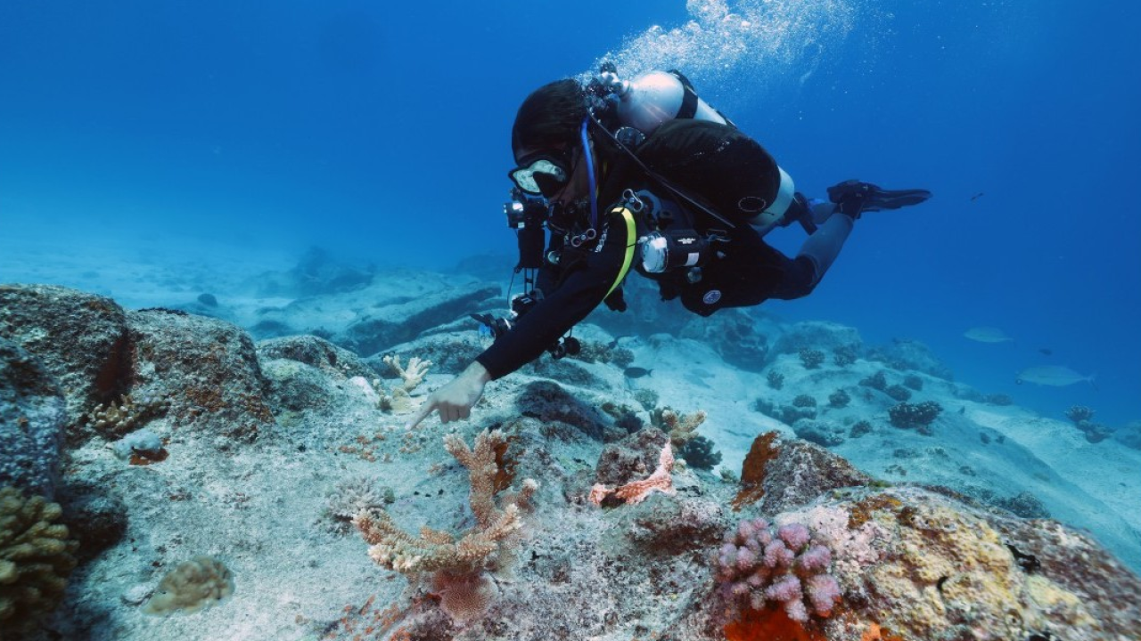 Canon inaugura alle Seychelles un laboratorio pionieristico per la riproduzione dei coralli