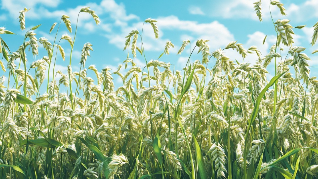 Slow Wine Fair e SANA Food 2026: dal 22 al 24 febbraio a BolognaFiere