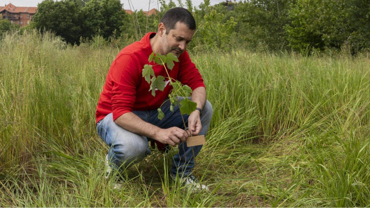 E.ON e la rigenerazione urbana: superata la soglia dei 150.000 alberi piantati in Italia
