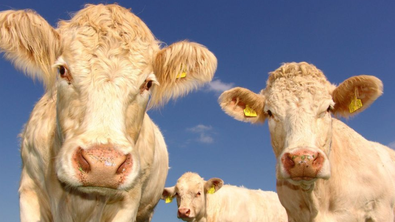 Agricoltura di montagna: Regione Lombardia stanzia 2,5 milioni per malghe e allevamenti